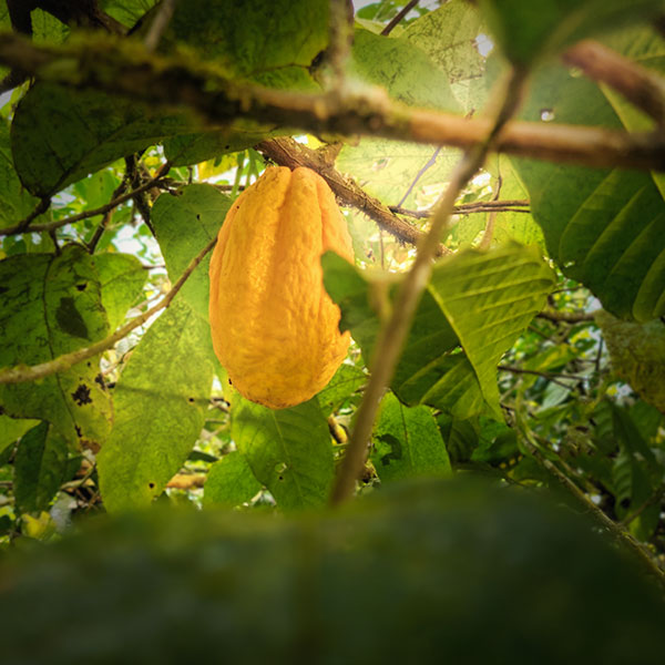 Fruto de Cacao Criollo Nacional encontrado en el Valle de Sade en la Hacienda Bonae.